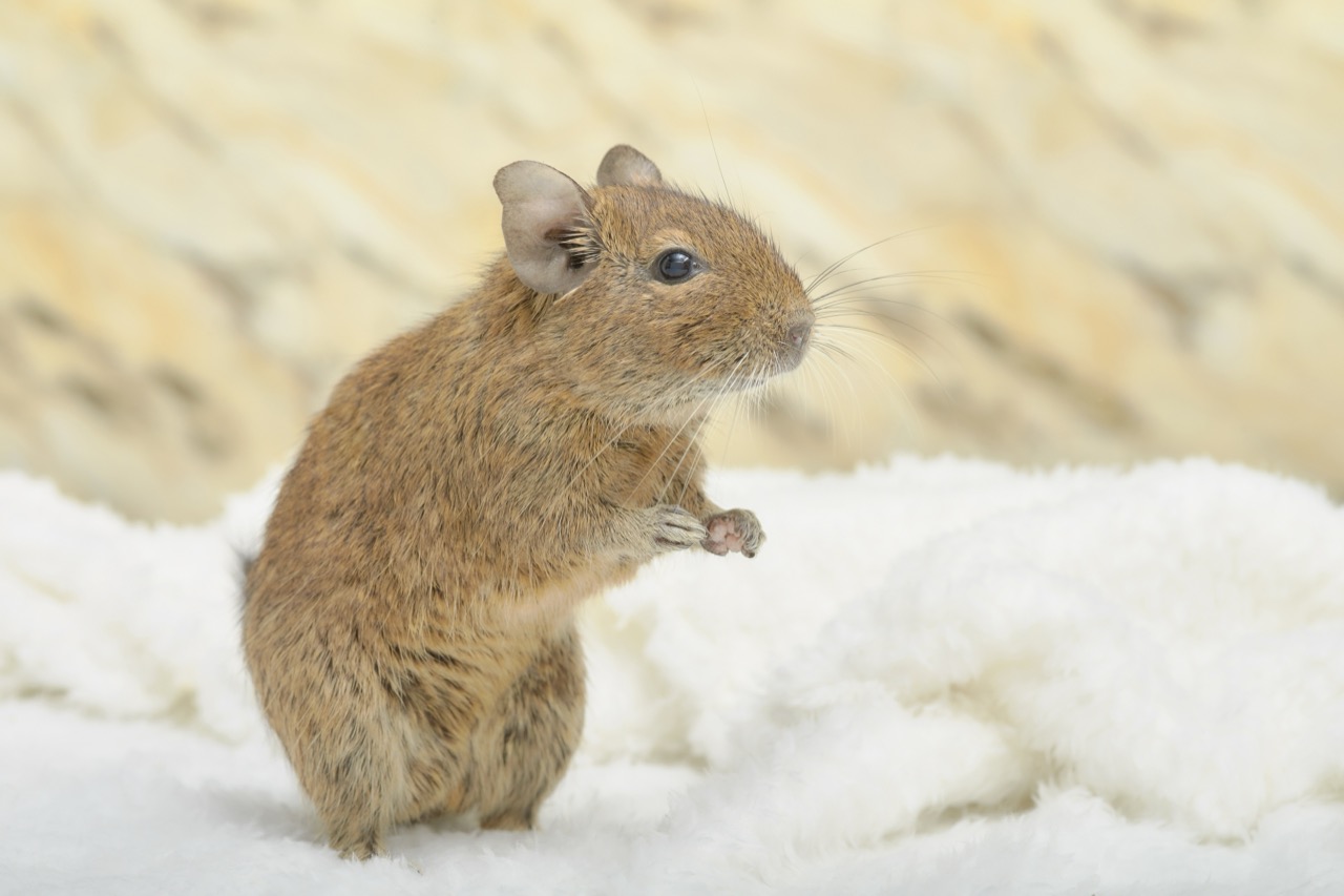 デグーにおすすめのおもちゃって？楽しく遊んでストレス解消