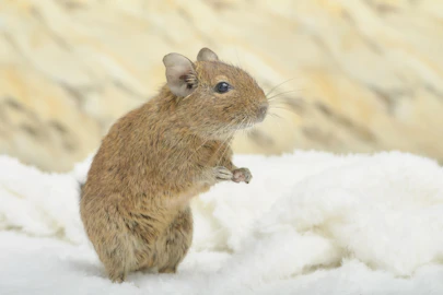 デグーにおすすめのおもちゃって?楽しく遊んでストレス解消のアイキャッチ画像