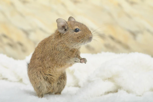 デグーにおすすめのおもちゃって？楽しく遊んでストレス解消のアイキャッチ画像