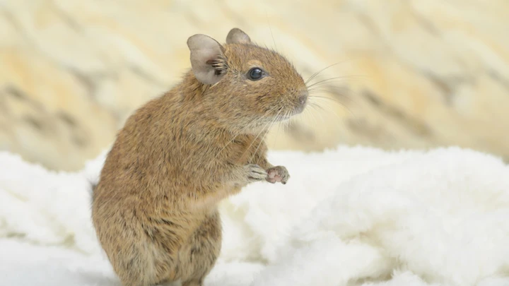 デグーにおすすめのおもちゃって?楽しく遊んでストレス解消のアイキャッチ画像