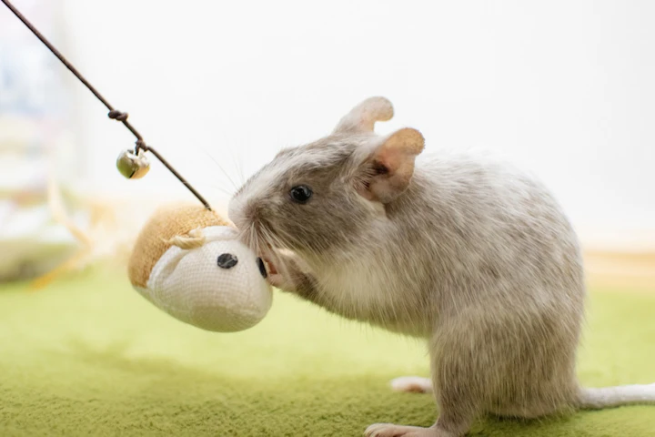 おすすめ,おもちゃ,ストレス,デグー,遊び