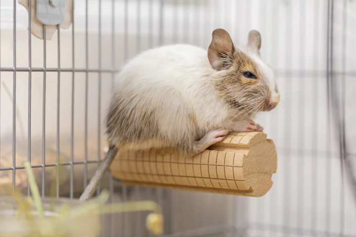 おすすめ,おもちゃ,ストレス,デグー,遊び