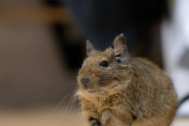 おすすめ,おもちゃ,ストレス,デグー,遊び