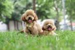 トイプードル,プードル,犬種,飼いやすい犬