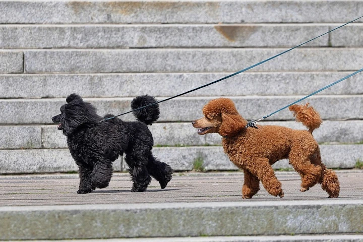トイプードル,プードル,犬種,飼いやすい犬