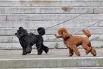 トイプードル,プードル,犬種,飼いやすい犬