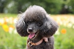 トイプードル,プードル,犬種,飼いやすい犬