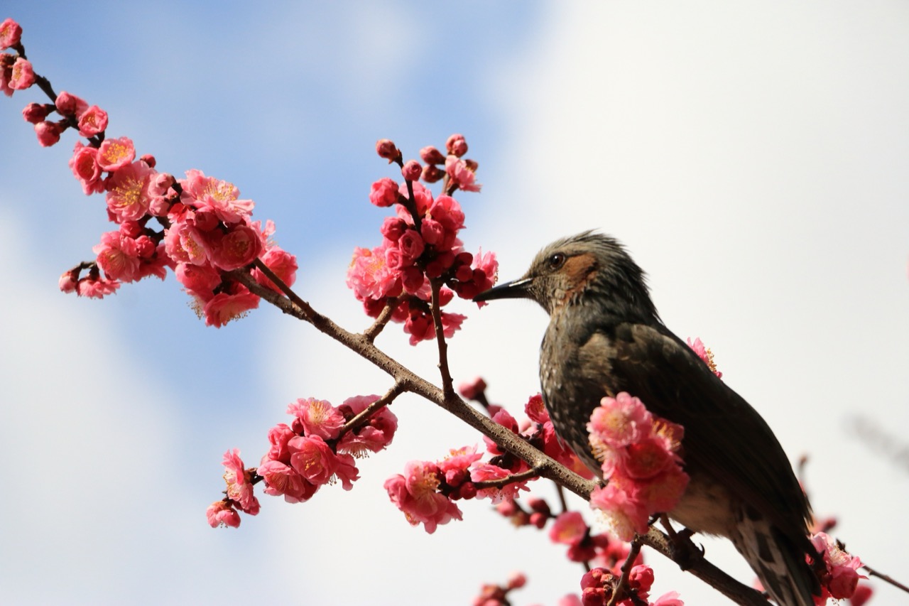 日本人は鳥が好き？平安時代から江戸時代まで飼育の歴史をたどる