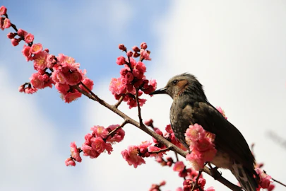 日本人は鳥が好き?平安時代から江戸時代まで飼育の歴史をたどるのアイキャッチ画像