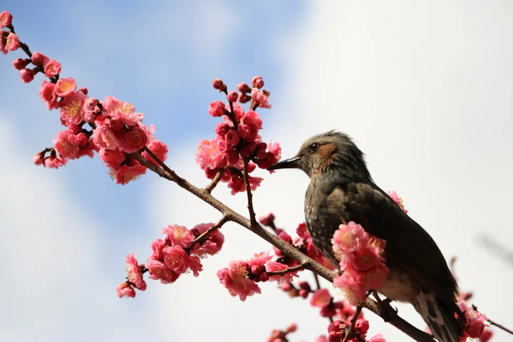 日本人は鳥が好き？平安時代から江戸時代まで飼育の歴史をたどる - CHERIEE あにまるマガジン