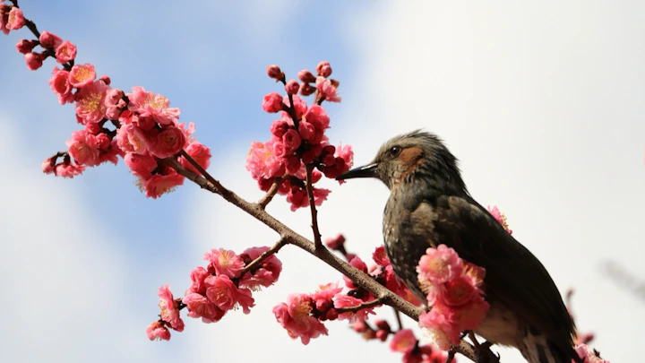 日本人は鳥が好き?平安時代から江戸時代まで飼育の歴史をたどるのアイキャッチ画像