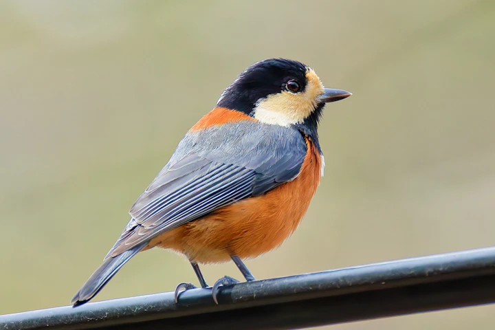 飼育,時代,鳥,本,歴史