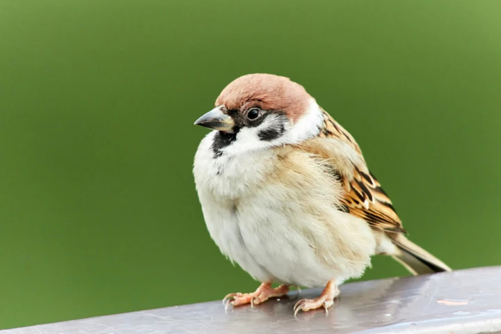 飼育,時代,鳥,本,歴史