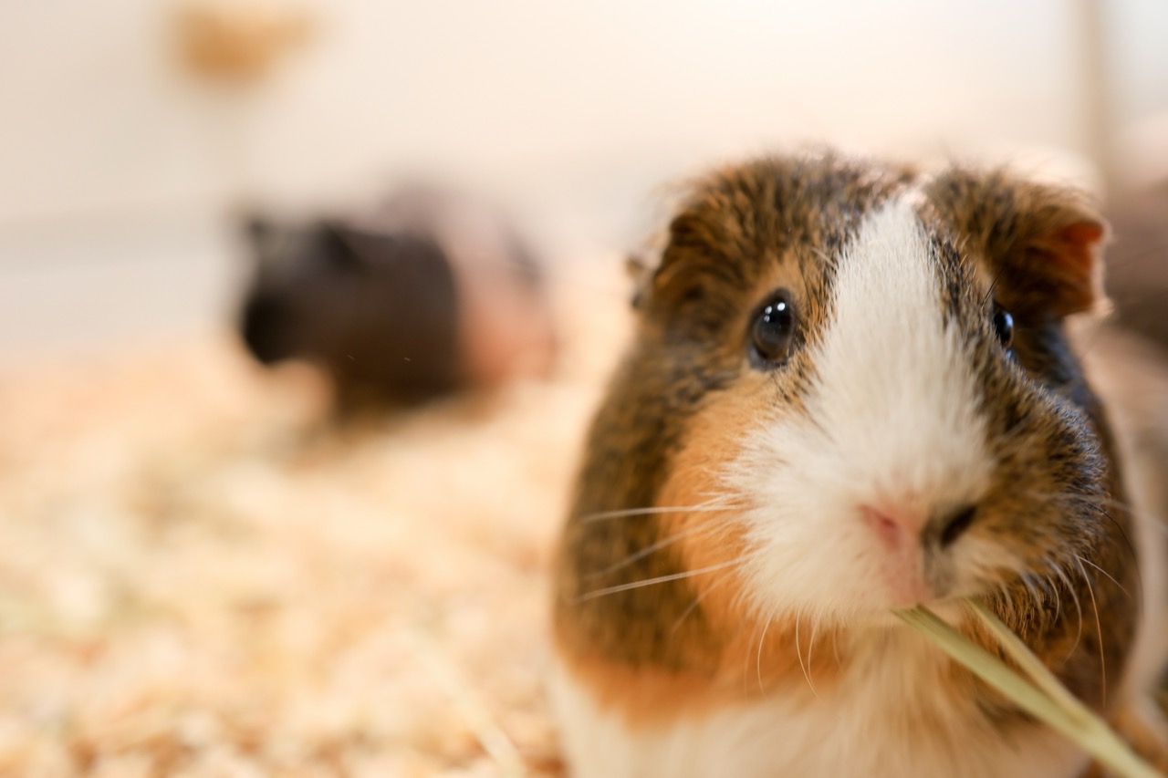 モルモットの敷材おすすめは？足に優しい素材と選び方のポイント