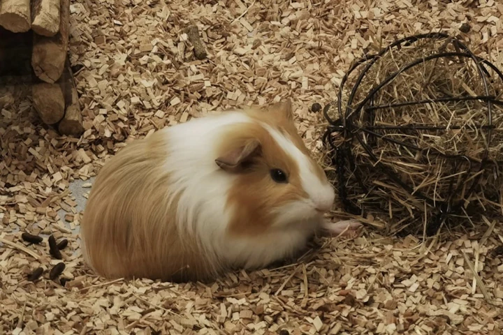 足底皮膚炎,選び方,敷材,ソアホック,チップ,モルモット