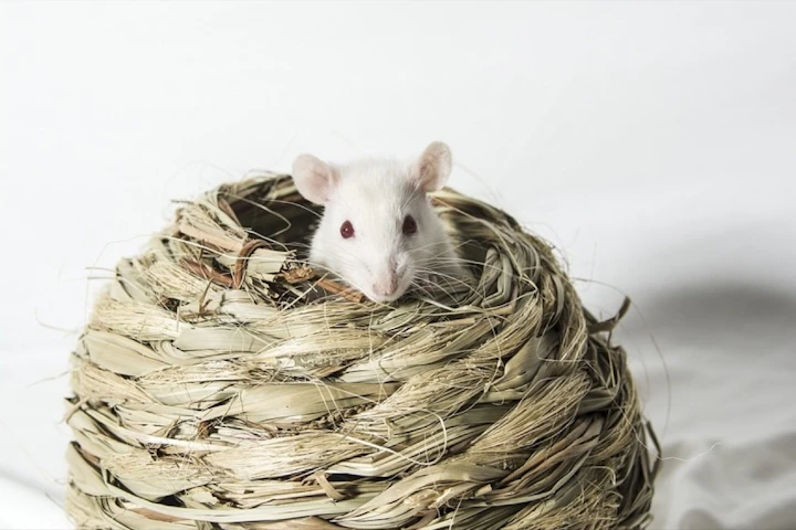 ファンシーラットとは？基礎知識と飼い方をわかりやすく紹介 - CHERIEE あにまるマガジン