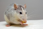 ゲージ,飼い方,ファンシーラット,フード,ペット