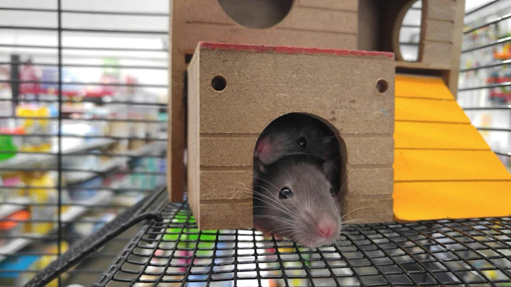 ゲージ,飼い方,ファンシーラット,フード,ペット