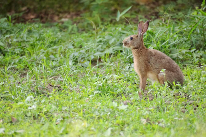 アナウサギ,ウサギ,飼育,日本,ニホンノウサギ,歴史