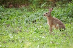アナウサギ,ウサギ,飼育,日本,ニホンノウサギ,歴史