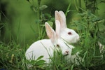 アナウサギ,ウサギ,飼育,日本,ニホンノウサギ,歴史