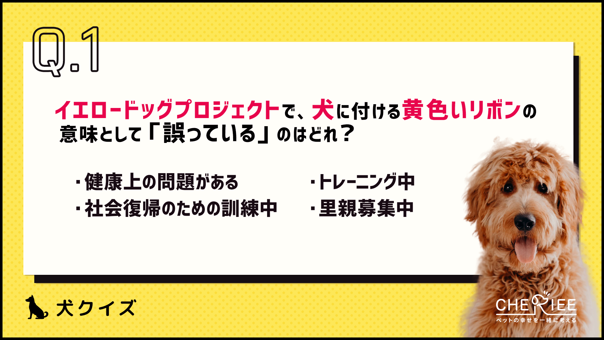 【クイズ】知っておこう！「イエロードッグプロジェクト」とは？