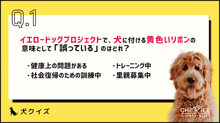 【クイズ】知っておこう!「イエロードッグプロジェクト」とは?のアイキャッチ画像