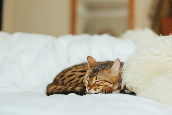 犬,狂犬病,接種,猫,病気,ワクチン