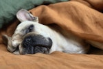 犬,狂犬病,接種,猫,病気,ワクチン