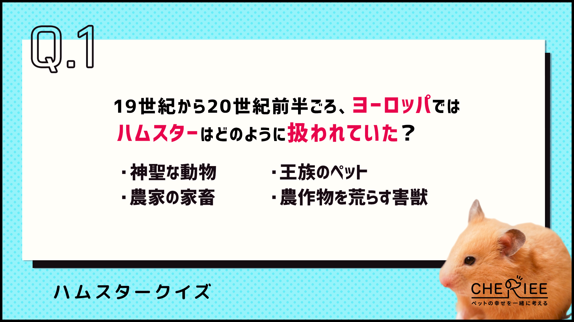 【クイズ】どれだけ知ってる？かわいいハムスターの豆知識②