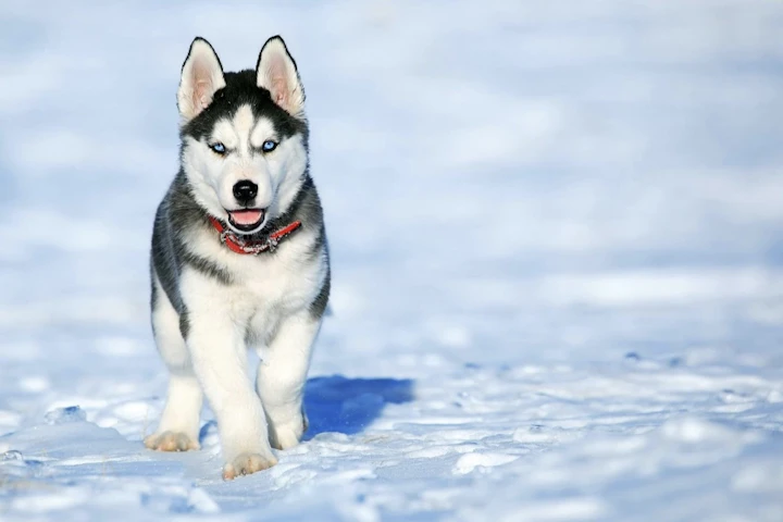 エアコン,犬,グッズ,熱中症対策,留守番