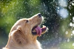 エアコン,犬,グッズ,熱中症対策,留守番
