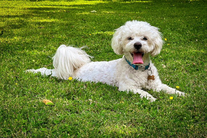 犬,原因,症状,対処法,熱中症