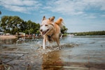犬,原因,症状,対処法,熱中症