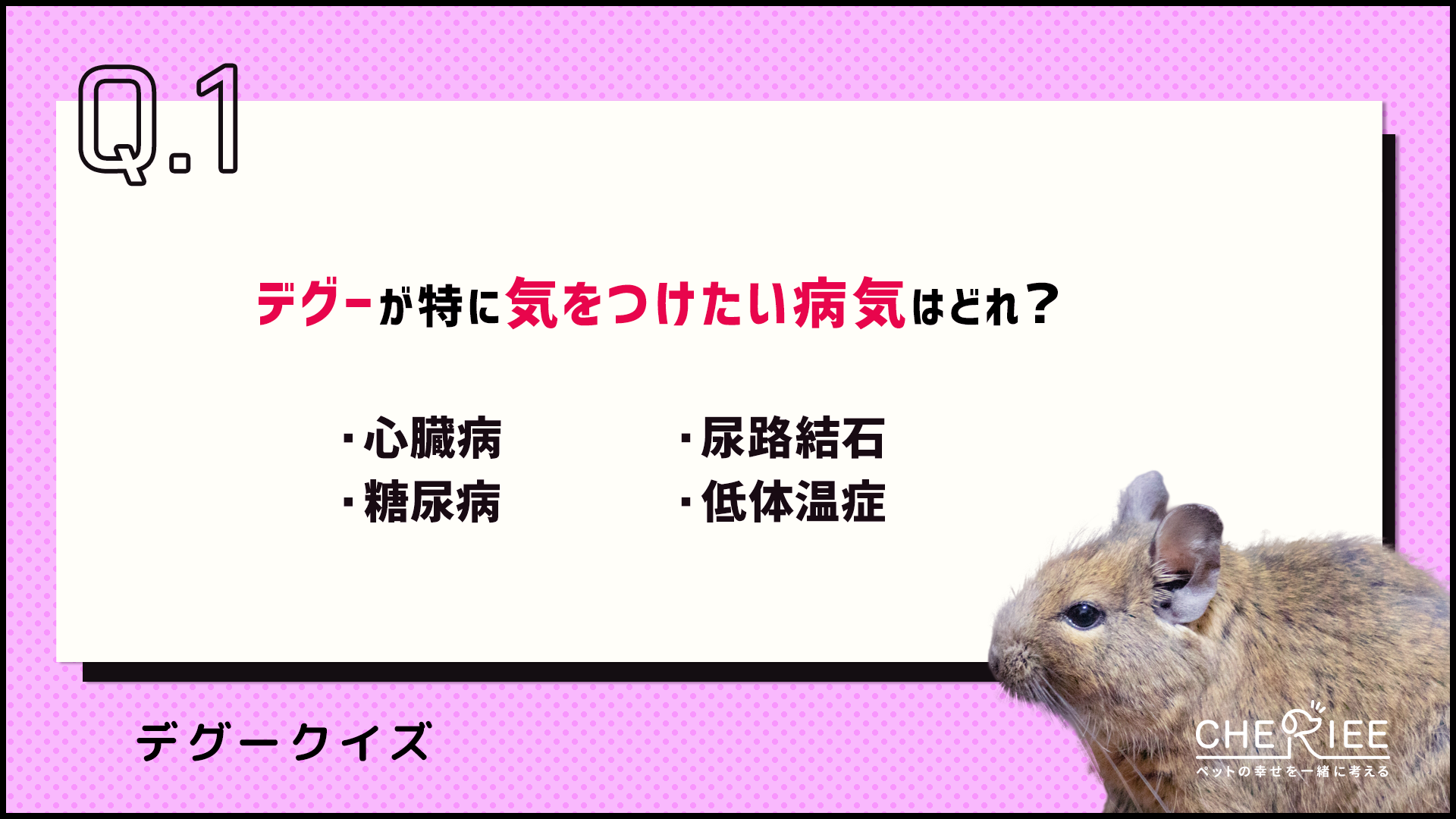 【クイズ】デグーを飼育する際に気をつけたいこととは？