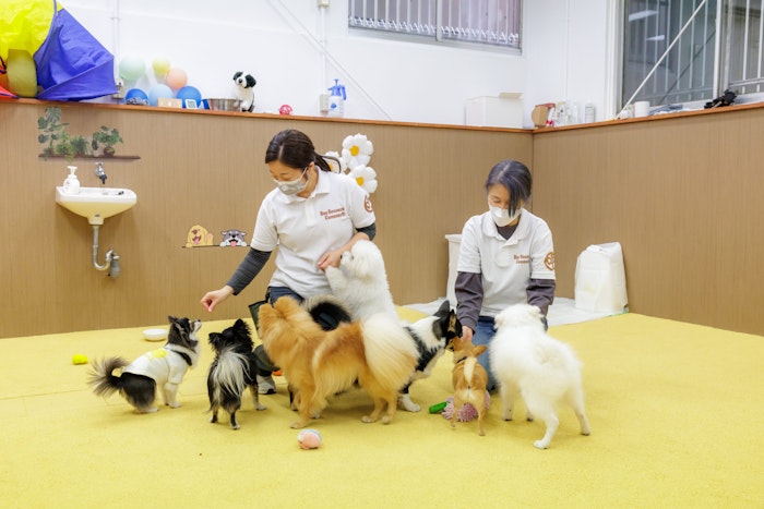 Dog Research Company,犬の保育園,ドッグホテル,社会化,トレーニング,動物行動学