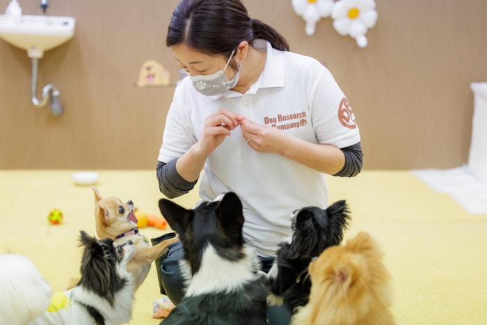 Dog Research Company,犬の保育園,ドッグホテル,社会化,トレーニング,動物行動学