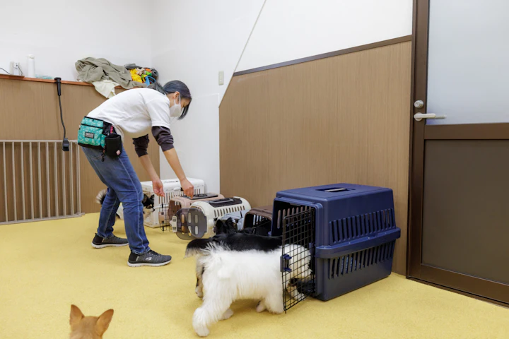 Dog Research Company,犬の保育園,ドッグホテル,社会化,トレーニング,動物行動学