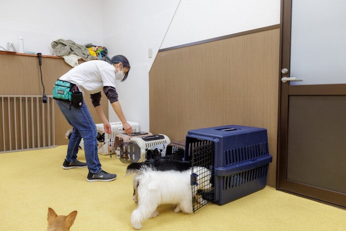 Dog Research Company,犬の保育園,ドッグホテル,社会化,トレーニング,動物行動学