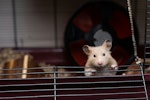 小動物,避難,ペット,防災,フード