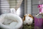 小動物,避難,ペット,防災,フード