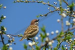 スズメ,歴史,日本人,飼育,季語
