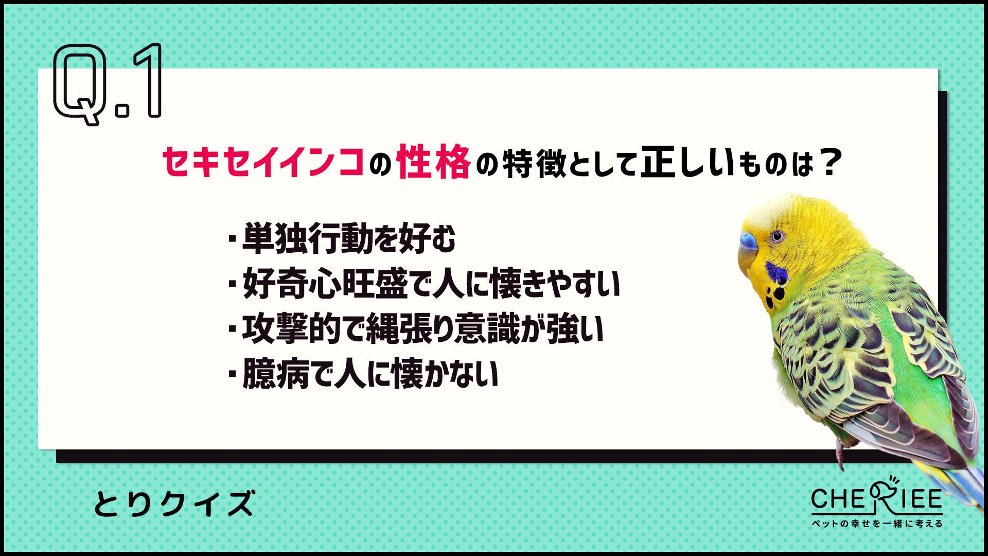 【クイズ】セキセイインコの性格・食事・飼い方を楽しく学ぼう！