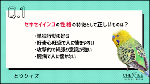 【クイズ】セキセイインコの性格・食事・飼い方を楽しく学ぼう!のアイキャッチ画像