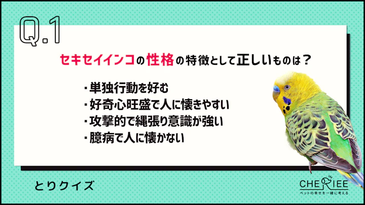 【クイズ】セキセイインコの性格・食事・飼い方を楽しく学ぼう！のアイキャッチ画像