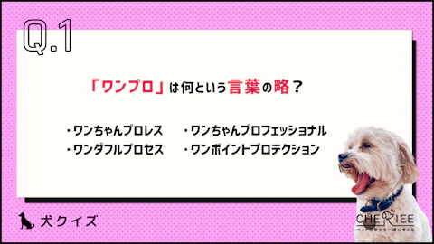 【クイズ】犬の「ワンプロ」、正しく理解できてる？のアイキャッチ画像