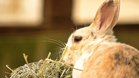 小動物に与える牧草の種類は?選び方・与え方のコツも解説のアイキャッチ画像