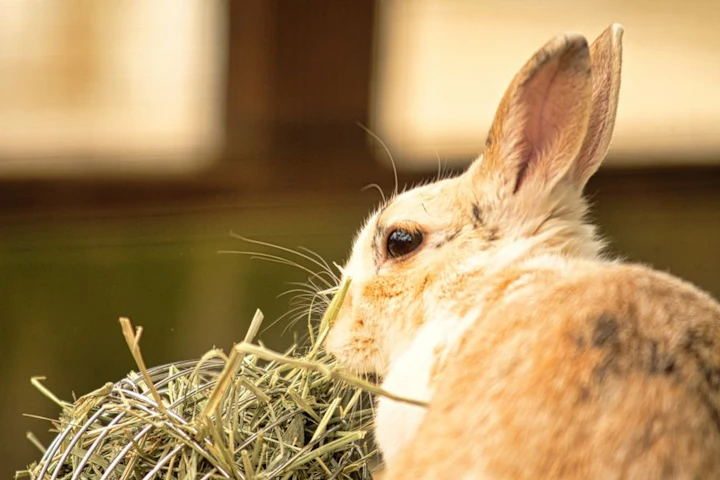 小動物に与える牧草の種類は？選び方・与え方のコツも解説 - CHERIEE あにまるマガジン
