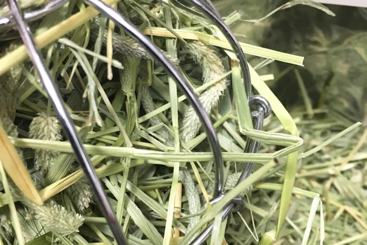 牧草,小動物,栄養,特徴,種類
