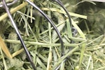 牧草,小動物,栄養,特徴,種類